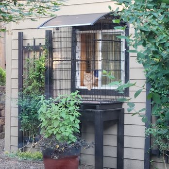 Pampered Cat Boarding - This is one of our beautiful boarders relaxing with his view room. - Pet Boarding Near Me - Albany, Oregon