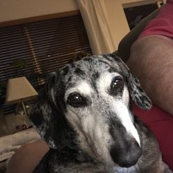 My Pet Nanny - Fenway, the terrorist.