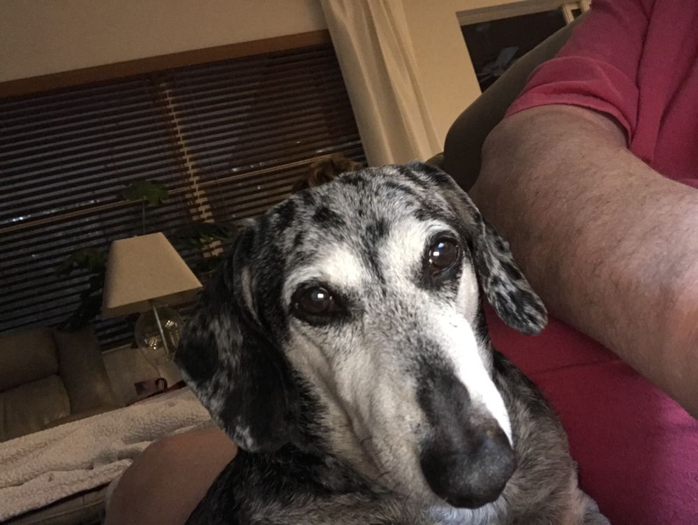 My Pet Nanny - pet boarding facility in Tampa, FL