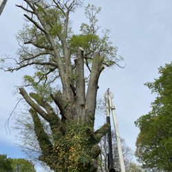Randan Tree Service