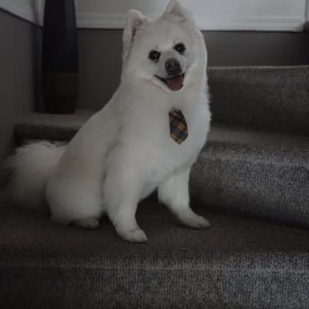 Paws Place Dog Grooming - Pet Groomers Near Me - Langley, British Columbia Paws Place Dog Grooming - Pet Groomers Near Me - Langley, British Columbia