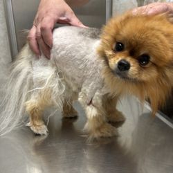 Bubbly Paws - Look at what Bubbly paws did to my puppy!! Little Masha was brought in for a trim and they decided to shave her because they thought her und