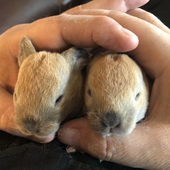 Peavey Mart - Bunny buns - Hardware Stores Near Me - Airdrie, Alberta