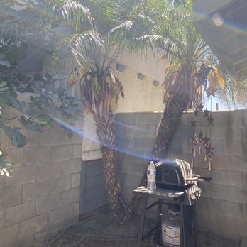 Octavio's Tree Service - Before - Tree Services Near Me Octavio's Tree Service - Before - Tree Services Near Me