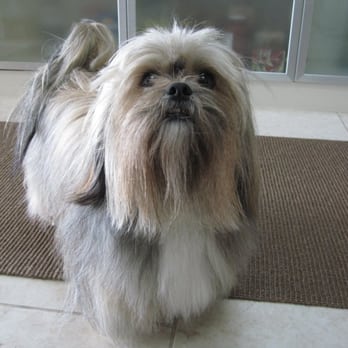 Animal Attraction - Not bad like this but can you see the diagonal blunder? Bad grooming! - Pet Groomers Near Me - San Diego, California