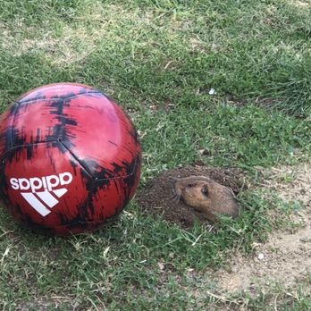 Canyon Rim Park - Gophers (Tore up the field &aren't afraid of anything. ) - Parks Near Me - Anaheim, California Canyon Rim Park - Gophers (Tore up the field &aren't afraid of anything. ) - Parks Near Me - Anaheim, California