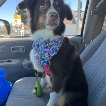 Petco - Misty after her grooming appointment! She even came back to us with an adorable bandana! Thank you again Petco - Pet Stores Near Me - Long Beach, California