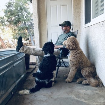 Pawsitively Great Dog Training - Relaxing with Ryker and Delta - Pet Training Near Me Pawsitively Great Dog Training - Relaxing with Ryker and Delta - Pet Training Near Me