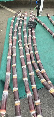 Montrose Farmers Market by null