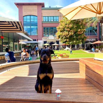 Primal Canine - post-board x train practice! loose leash walk @ santana row - Pet Training Near Me - Gilroy, California