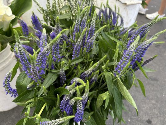 Brentwood Farmers Market by null