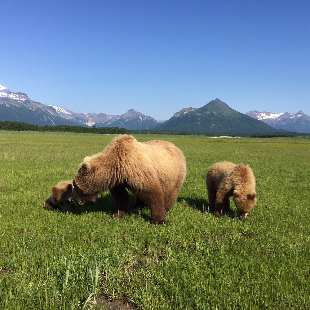 Alaska Bear Adventures - Hiking Near Me - Homer, Alaska Alaska Bear Adventures - Hiking Near Me - Homer, Alaska