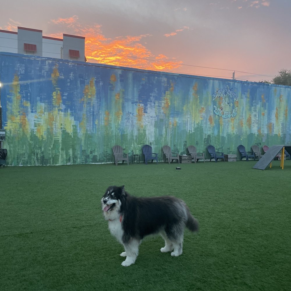 Barkyard n' Brews - Oakley enjoying the park - Dog Parks Near Me - Fort Lauderdale, Florida Barkyard n' Brews - Oakley enjoying the park - Dog Parks Near Me - Fort Lauderdale, Florida