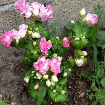Covina Garden Center - Double impatiens look like tiny roses! Great deal - Nurseries & Gardening Near Me - Covina, California