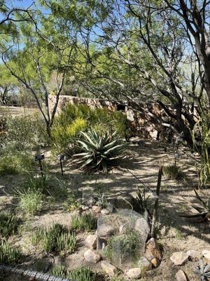 Tohono Chul | Gardens, Galleries, and Bistro by null