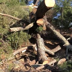 Monster Tree Service of North Bay - Removing a fallen Monterey Pine during this past storm. Nothing's too big for Monster Tree Service!