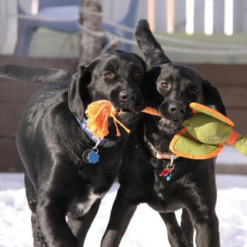 Pretty Paws Pet Grooming - Photo - Pet Groomers Near Me - Airdrie, Alberta Pretty Paws Pet Grooming - Photo - Pet Groomers Near Me - Airdrie, Alberta