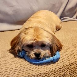 Woof Gang Bakery & Grooming Alamo Heights - Berger