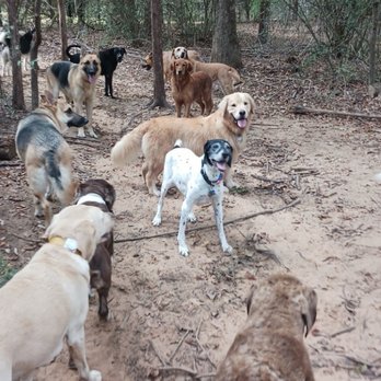 Lucky Dog Daycare Ranch - Lucky Dog Daycare ranch. Piper playing with her Friends. - Pet Boarding Near Me - Denton, Texas Lucky Dog Daycare Ranch - Lucky Dog Daycare ranch. Piper playing with her Friends. - Pet Boarding Near Me - Denton, Texas