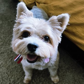 Ann's Pet Grooming - Yorkie haircut - Pet Groomers Near Me - Brea, California Ann's Pet Grooming - Yorkie haircut - Pet Groomers Near Me - Brea, California