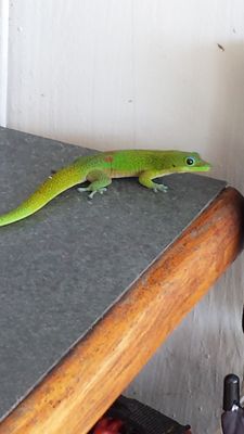 Orchid Tree Bed & Breakfast by null