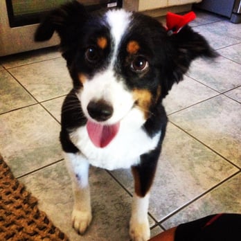 Messy Mutt - Happy as usual with our amazing groomers!!!! - Pet Groomers Near Me Messy Mutt - Happy as usual with our amazing groomers!!!! - Pet Groomers Near Me