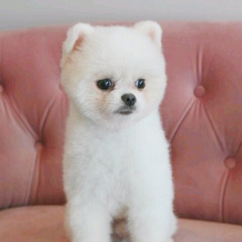 Sung's Grooming Studio - @katopolarbear after grooming - Pet Groomers Near Me - Studio City, California Sung's Grooming Studio - @katopolarbear after grooming - Pet Groomers Near Me - Studio City, California