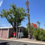 Photo of On Sight Tree Removal