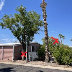 On Sight Tree Removal - Jacaranda - Too Close to home; signs of root rot