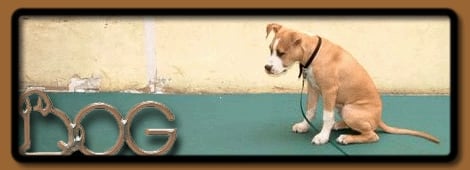 D.O.G. - DOG OBEDIENCE GROUP - Updated December 2025 - 31 Reviews