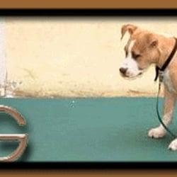 D.O.G. - Dog Obedience Group - D.O.G.