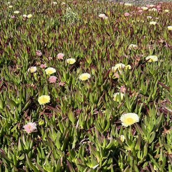 Glass Beach - spring bloom - Beaches Near Me