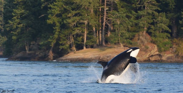 Steveston Seabreeze Adventures Vancouver by null