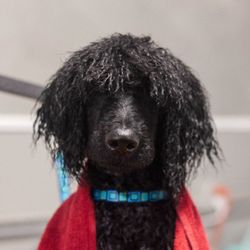 Grooming at the Grignon's - After a bath