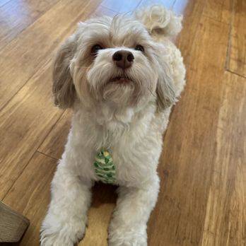 Sandy's Pet Spa - Pet Groomers Near Me - Chicago, Illinois