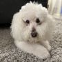 Photo of Poochies Mobile Grooming