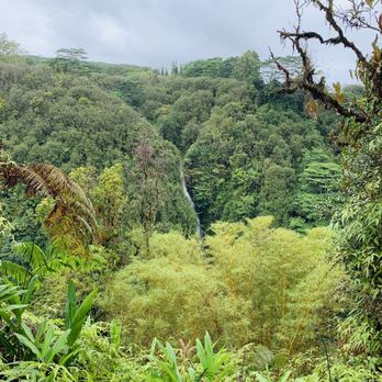 Akaka Falls State Park - Lush forest - Parks Near Me - Honomu, Hawaii