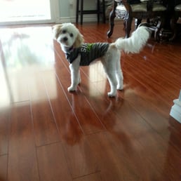 This is Dobby! I loved it. For sure our forever groomers! This is Dobby! I loved it. For sure our forever groomers!