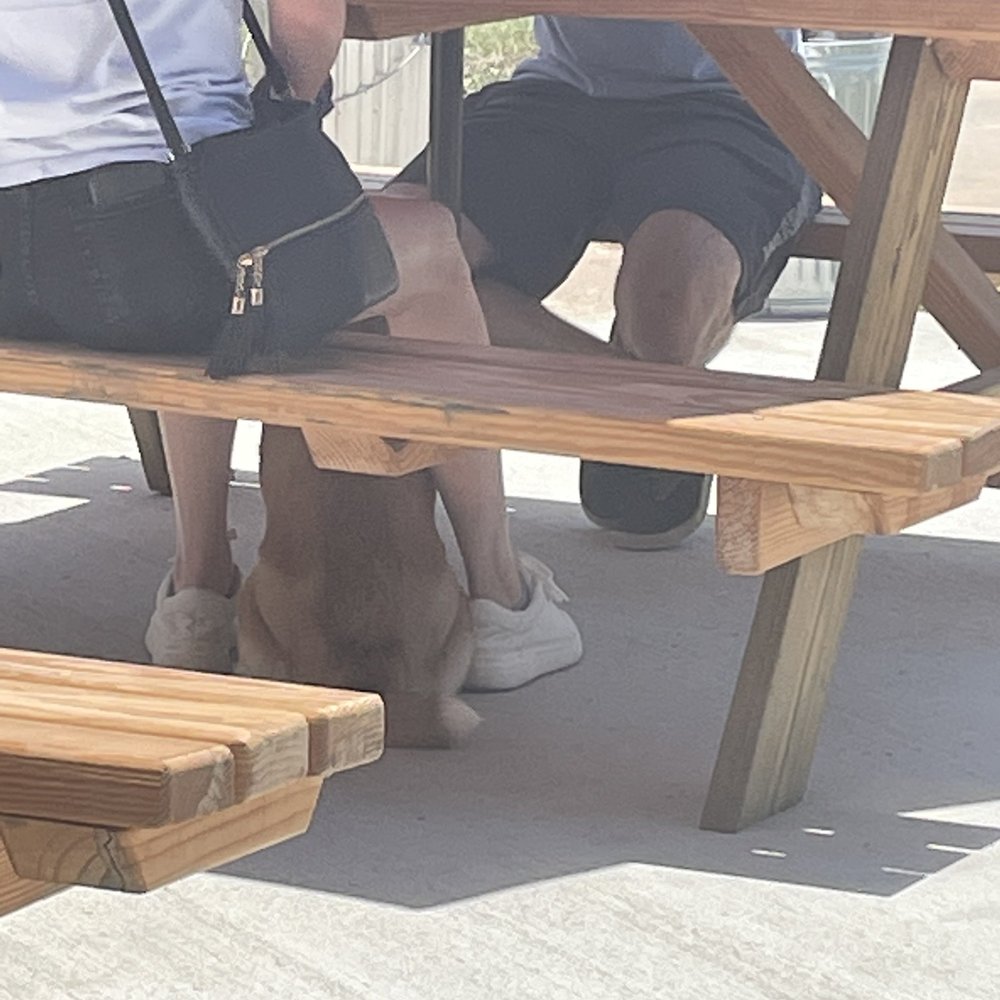 Big Fish Icehouse - The other dog without a service vest who was allowed on the patio when my husband was forced to leave with our dog. - Burgers Near Me - Onalaska, Texas Big Fish Icehouse - The other dog without a service vest who was allowed on the patio when my husband was forced to leave with our dog. - Burgers Near Me - Onalaska, Texas