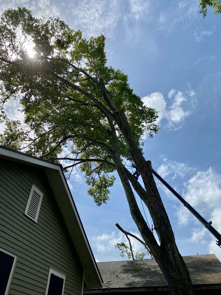 Ryan's Tree Service - tree service in Baton Rouge, LA