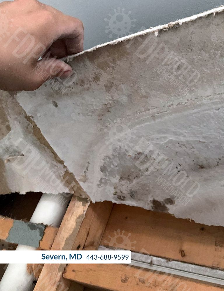 FDP Mold Remediation of Severn - mold inspector in Severn, MD