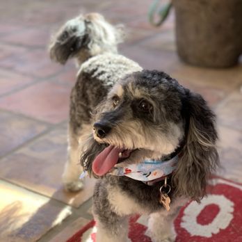 Dogonegood Pet Grooming - Great job on Tink as always! - Pet Groomers Near Me - Mesa, Arizona Dogonegood Pet Grooming - Great job on Tink as always! - Pet Groomers Near Me - Mesa, Arizona