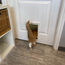 Purrfect Cup