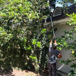 Jake of All Trades - Tree Trimming