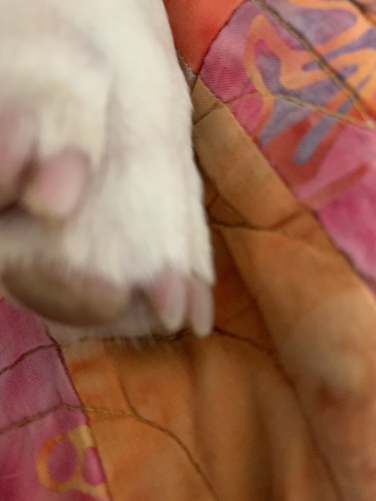 BEST FRIENDS BOARDING KENNEL Updated September 2024 2438A Fm 535