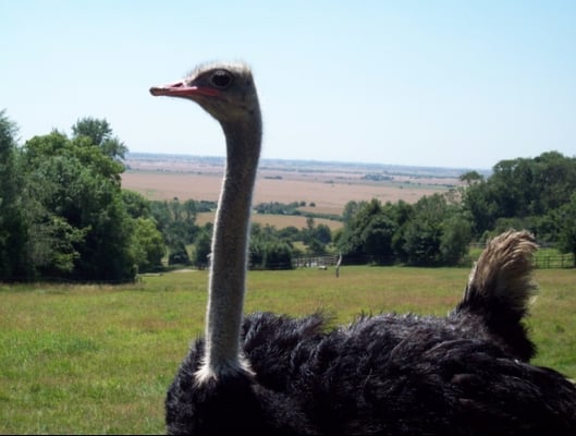 Port Lympne Safari Park by null