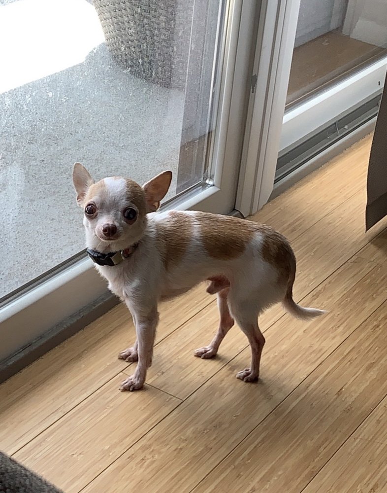 Charm City Pet Crematory - veterans service organization in Baltimore, MD