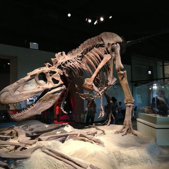 Field Museum - caption this: face down ____ up - Museums Near Me - Chicago, Illinois