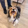 Photo of Woof Gang Bakery & Grooming