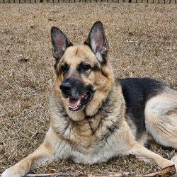 Palmetto Veterinary Hospital - Max - turned 11 years old on October 30th 2024.